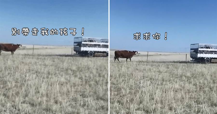 小牛犢被主人賣掉后，母牛追趕貨車1公里：別帶走我的孩子