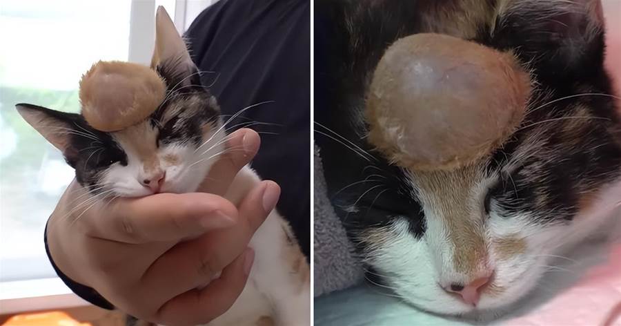 小貓額頭上天生的大包，竟救了自己一命，獸醫感嘆：這是一個奇跡