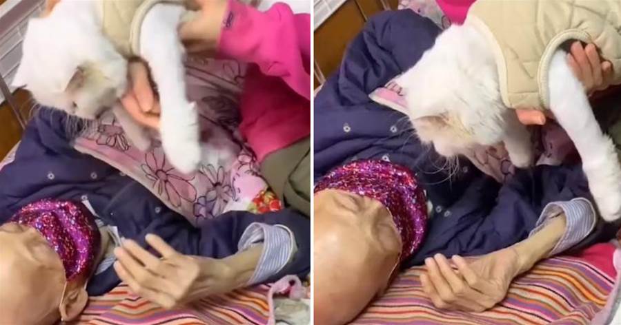91歲阿嬤生病沒力氣抱貓，躺床上摸頭安慰它，最后一幕破防了：阿嬤不是不要你