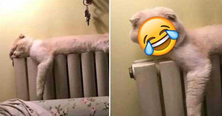 貓咪偏要躺在暖氣片上睡覺，結果臉遭殃「顏值低至谷底」，主人看后笑到岔氣：你的臉怎麼「變形」了？
