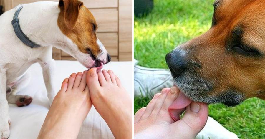 為什麼狗狗喜歡舔主人的腳？是因為有味道嗎？還是在表達愛意？