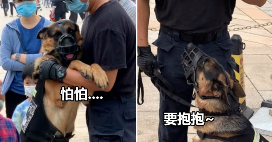 天安門廣場偶遇社恐警犬，抱著訓導員不肯撒手：人好多好可怕~我只想安安靜靜地工作！