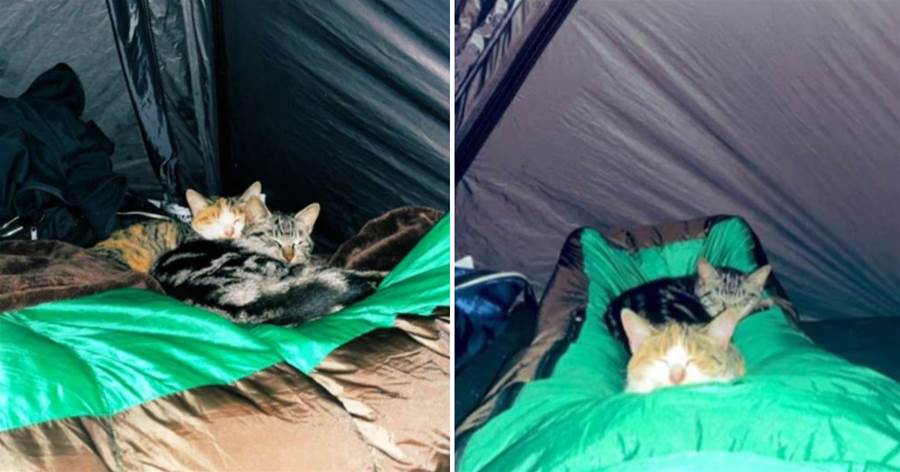 小哥野外露營被「鬼壓床」，睜眼驚見兩小只「小心蹭睡」：路過的！借腿一宿