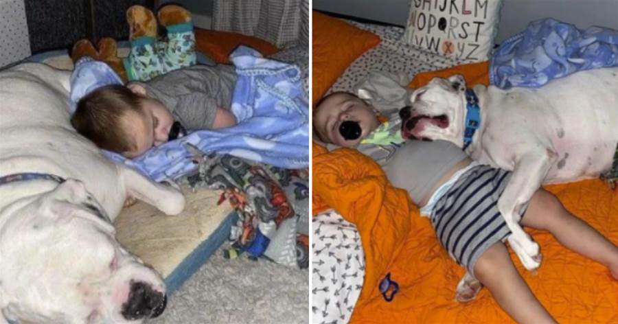 寶寶半夜兩點醒了，沒有找媽媽卻轉身睡在狗狗旁邊：有你在我就睡得香~