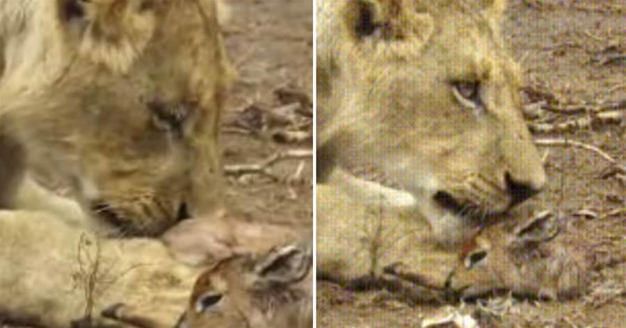 母獅抓到剛出生的小鹿，多次想吃卻強行忍住，鏡頭記錄暖心畫面！