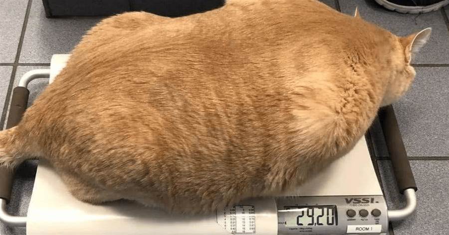 橘貓體重高達29.2斤，主人給它剃完毛卻笑得「合不攏嘴」：竟然有五塊腹肌！