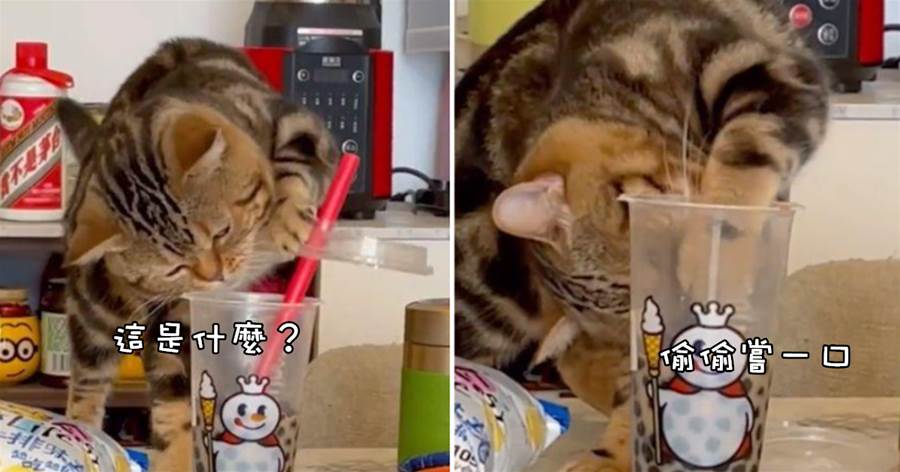 小貓趁主人不在偷喝奶茶，放嘴里嚼了幾下珍珠嫌棄地吐了：這玩意怎麼嚼不爛？
