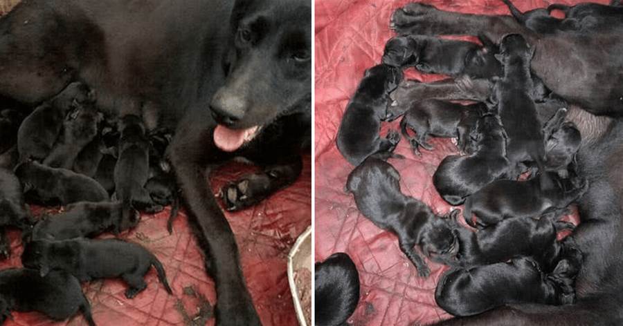 大黑狗意外懷孕生了一窩小奶狗，主人看了之后，腸子都快悔青了：這該怎麼養啊！