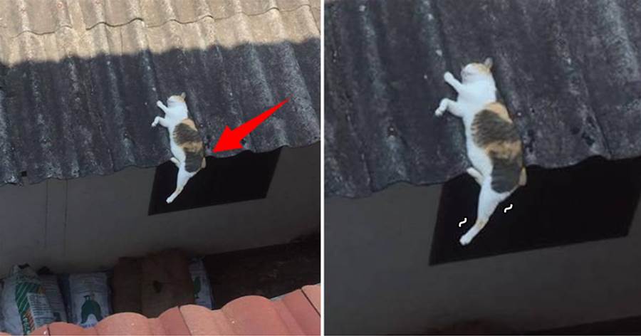 藝高喵膽大！貓咪在屋頂睡覺，半個身子懸空著還沒醒，嚇得鏟屎官一動不敢動：快「流」下去了