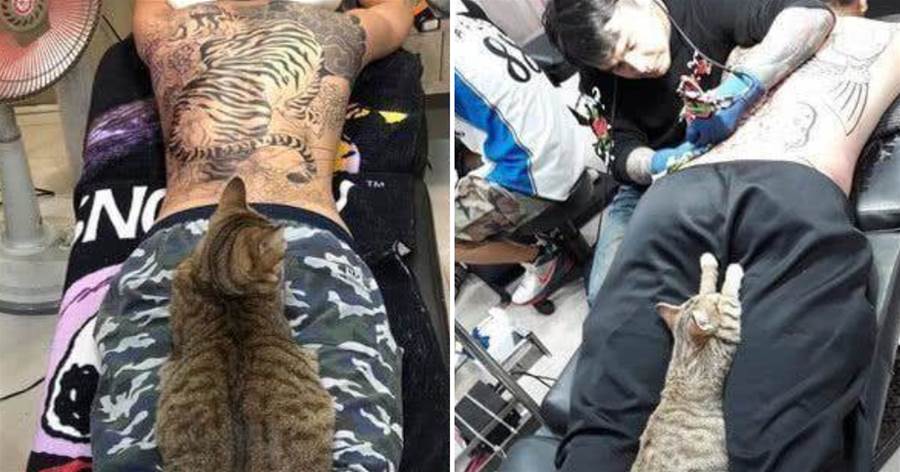 貓咪見客人背上紋一只猛虎，跳其身上翻肚子：「來，把我也紋上去」