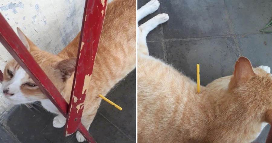流浪橘貓身上插著塑膠棍，路人看到后被氣瘋，想要救助時尷尬了：這是誰的惡作劇？