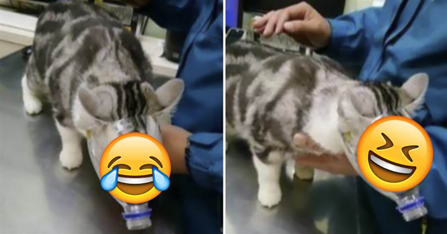 給貓咪洗澡被咬傷，主人自制「防咬神器」，帶上后被貓咪笑噴：怎麼變成「豬」了？