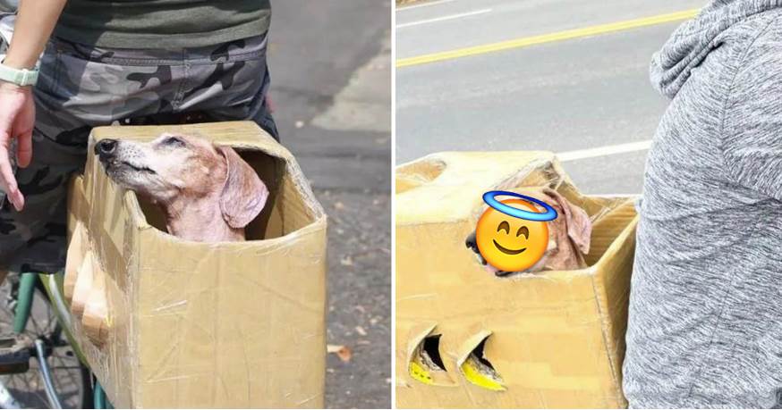 主人為18歲癱瘓老狗自制紙箱，每天帶它兜風，看笑容就幸福啊~