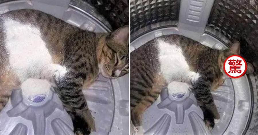 貓咪在洗衣機里睡覺，突然身上被灑了洗衣粉，醒來后主人被「眼神警告」：你完了！