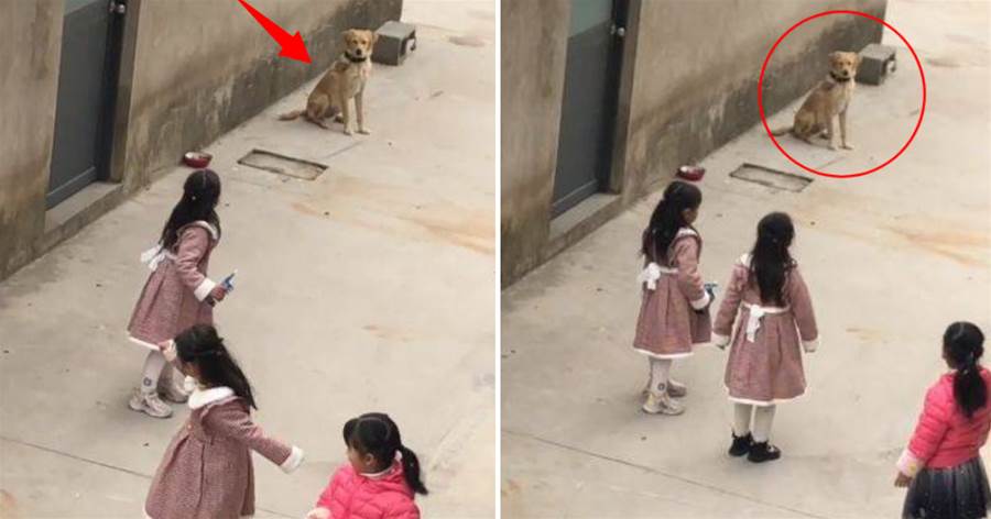 3個女孩圍著狗狗「放狠話」，汪坐著不敢吭聲：當時害怕極了