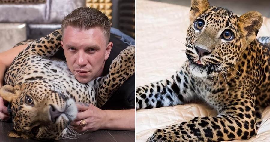 俄羅斯飼養員辭職，花豹竟絕食抗議！動物園哭訴：求你把獵豹也帶走吧