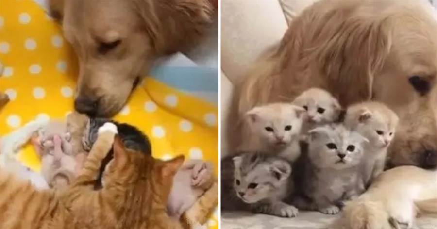 金毛救下一只橘貓，一年后橘貓生了5只寶寶，金毛被迫變身「奶爸」：早知道不救了！還要我照顧