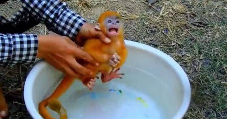 主人給小猴子洗澡，猴子害怕，做出有趣舉動