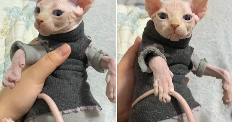 怕貓咪冷給它親手做了件衣服，沒想到貓咪穿上不會動了，網友笑噴：這是被封印住了嗎？
