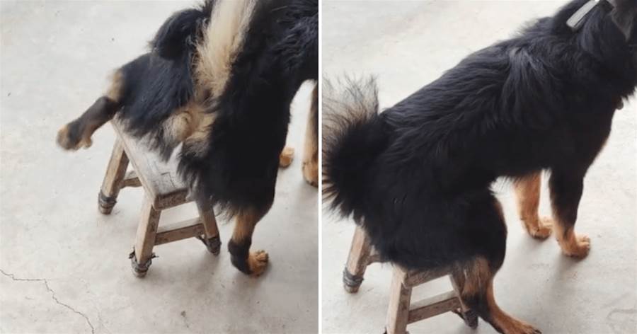 主人給狗狗搬了個板凳，沒想到它竟一屁股坐在了上面，網友：成精了吧！