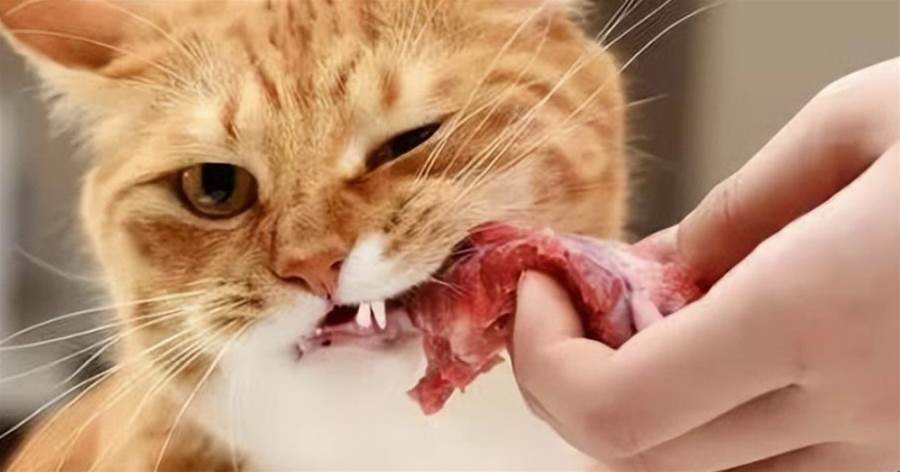 提醒：這6種的「喂食」方式，會威脅到貓咪的生命安全