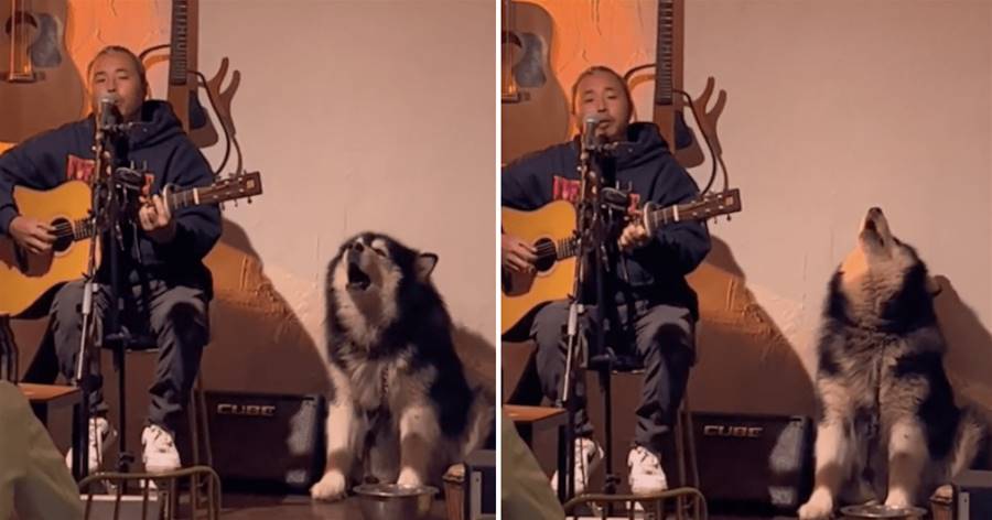 歌手在唱歌時，舞台上的狗狗也跟著嗷嗷叫，路人們紛紛叫好：這是在和聲嗎？