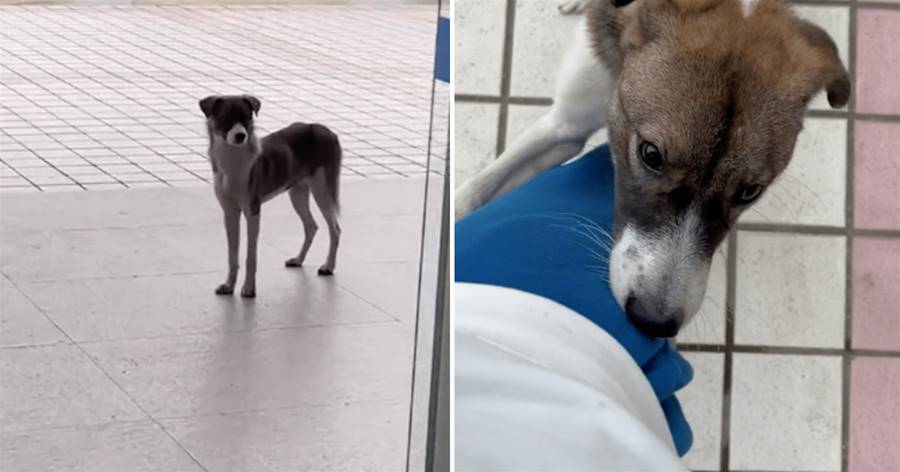 網友出差遇到只流浪狗，總在車站徘徊張望，得知它身世后惹人疼！