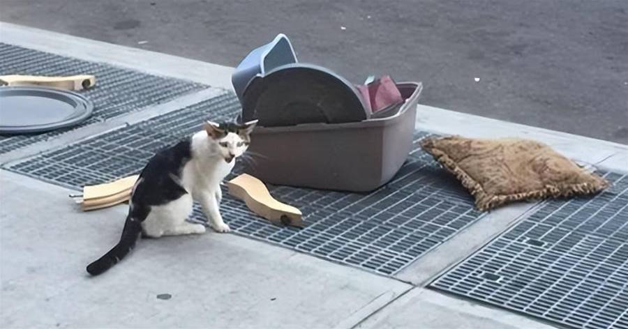 貓咪被主人掃地出門，貓窩、貓砂盆統統打包，呆坐街頭一臉無助：我做錯了什麼？