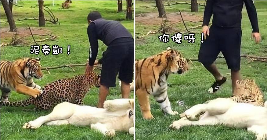 豹子想突襲飼養員，沒想到老虎竟一掌過去：你把他吃了誰養我？
