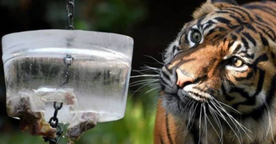 被老虎「舔一下」會怎樣？飼養員拿冰塊做實驗，才明白老虎的恐怖