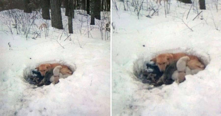 狗狗挑戰身體極限，用體溫融化冰雪，救援人員一看它肚子下面哭了
