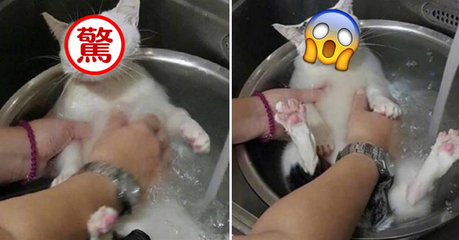 女友用菜盆子幫貓貓洗澡，貓貓看到后表情「極為震驚」！貓貓：我要被煮了嗎？