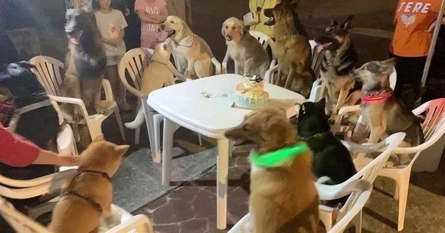 這只黑柴過六歲生日，請來了11個狗狗好友來慶祝，場面混亂不堪，網友：蛋糕都不夠分啦！