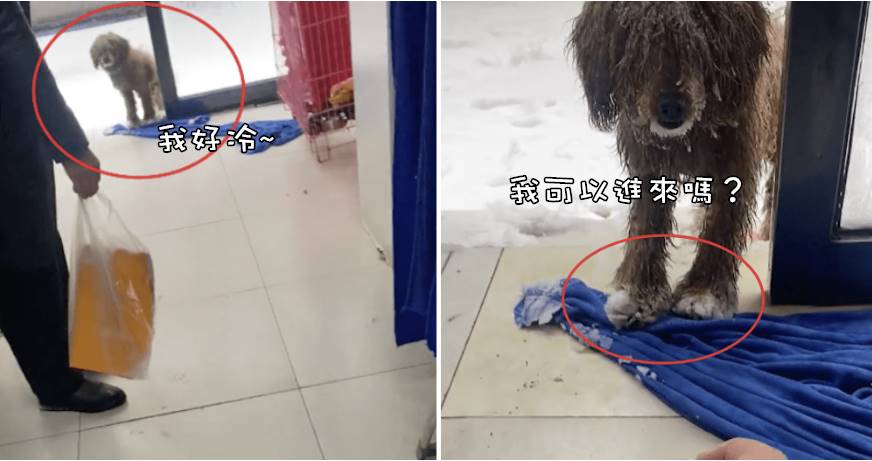 四只爪子都被凍住的流浪狗，大雪天向店老板求助，網友：這是在拿性命做賭注 ！
