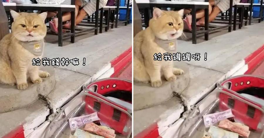 貓在路邊等主人吃飯，居然有人往貓包里扔錢，給貓氣的嗷嗷叫：你看本喵很缺錢嗎？！