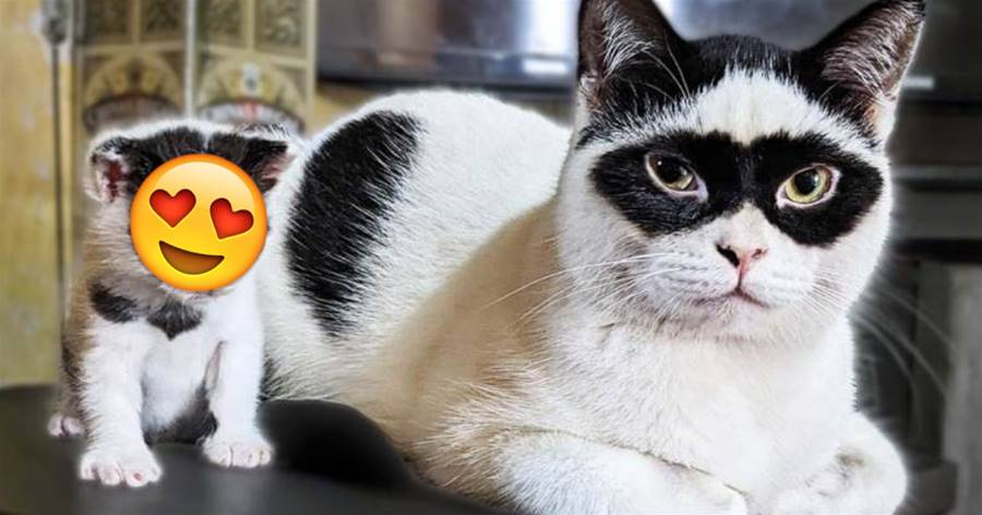 貓貓天生戴「神奇眼罩」，看到兒子出生，讓無數網友直接看傻眼 ：果然是親生的