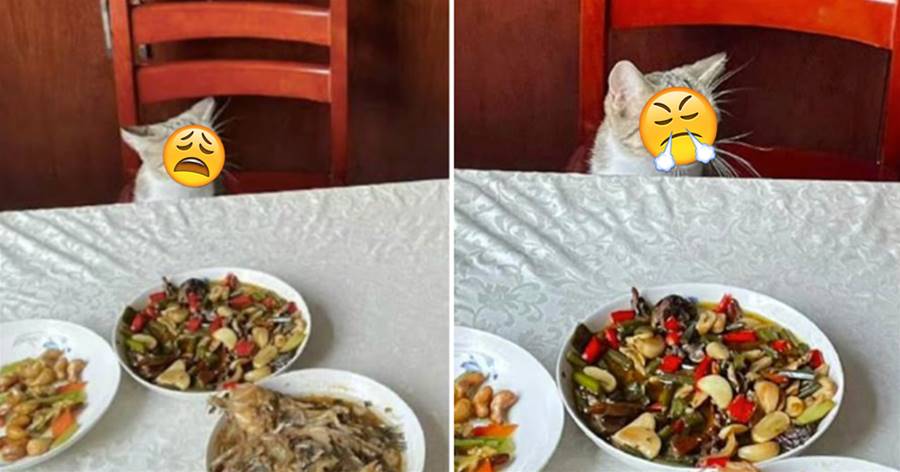 貓咪想上桌一起吃飯，卻被奶奶拒絕，它扭頭賭氣「不吃就不吃！」，表情萌翻眾人：哄不好啦~