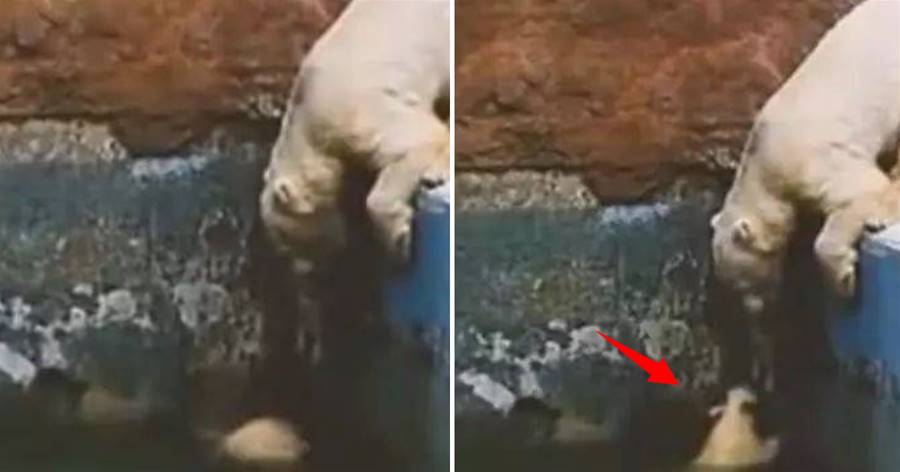 小熊貪玩掉進水中，熊媽眼看孩子被水嗆，下秒舉動感動所有人❤