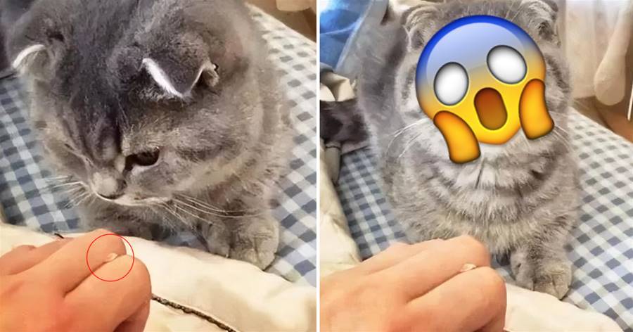 小貓咬主人手指后，看到從嘴里掉出一顆牙，瞬間不淡定了：媽！你對我做了什麼！