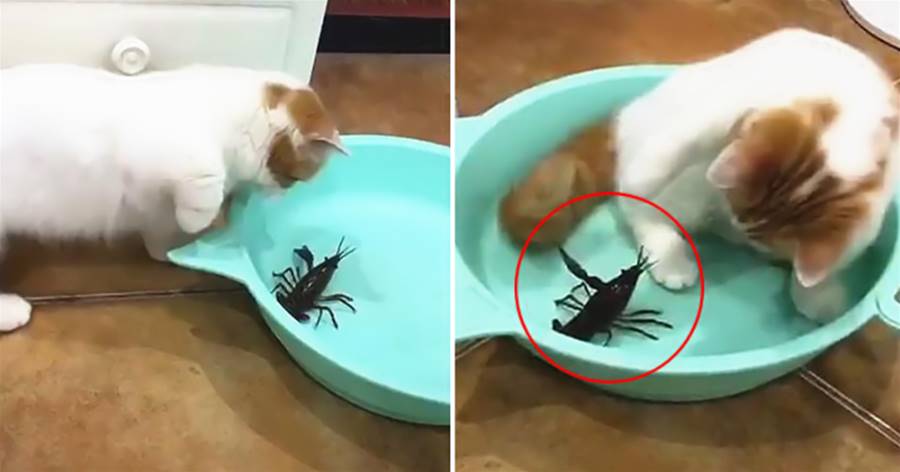 女子抓了只龍蝦給貓咪玩，過了一會再看忍不住笑了：這膽子不小啊