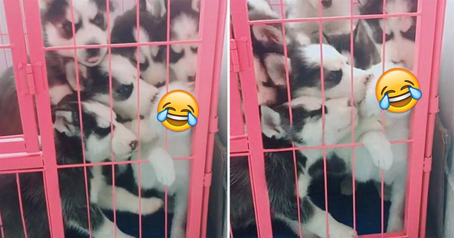 貓咪被放進關著一群二哈的籠子里，場面一度不受控制，網笑噴：求貓咪的陰影面積