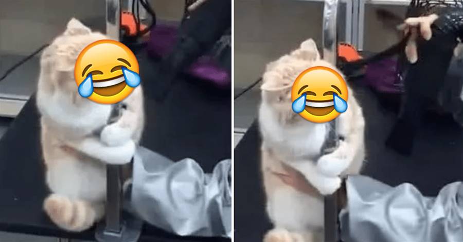 貓咪被騙去洗澡，當老板拿出吹風機，貓咪反應讓人笑出內傷