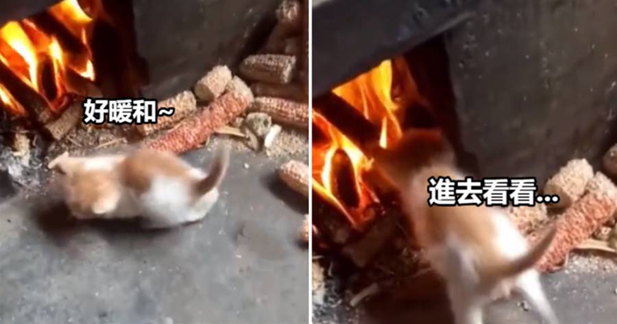 小貓咪在灶火旁邊，沒想到小貓咪直接往灶里鉆，網友：小貓咪在走向「成熟」