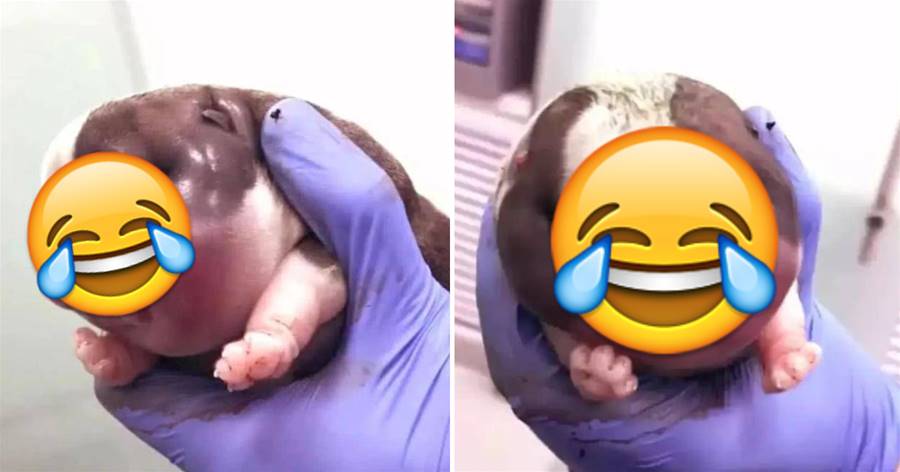 懷孕的二哈送去醫院接生，當拿出小奶狗后，醫生瞬間笑噴了 ：:這是豬寶寶吧