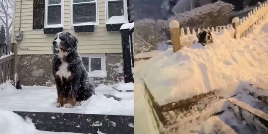 忠犬每天「風雪無阻」守門口等主人下班，被大雪埋住模樣惹人疼，太忠誠了