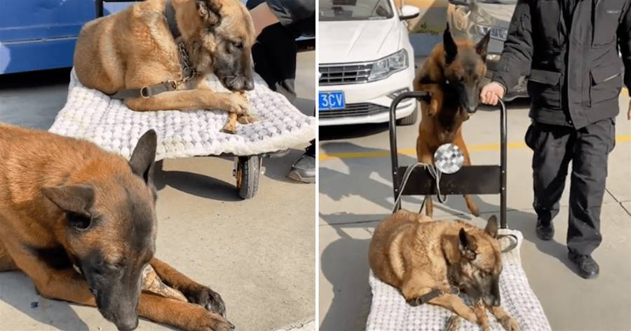 警犬 「癱瘓」推車曬太陽，后輩主動分享食物，還幫忙推車，網友：滿滿的感動❤