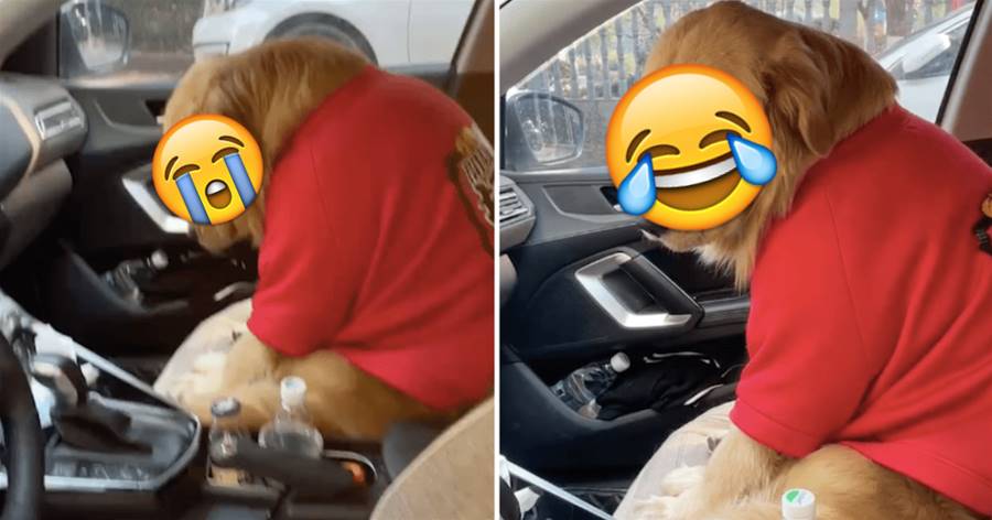 帶金毛去做絕育后，它癱坐在副駕駛位上不出來，看到表情后笑噴！狗狗：一定要去嗎？