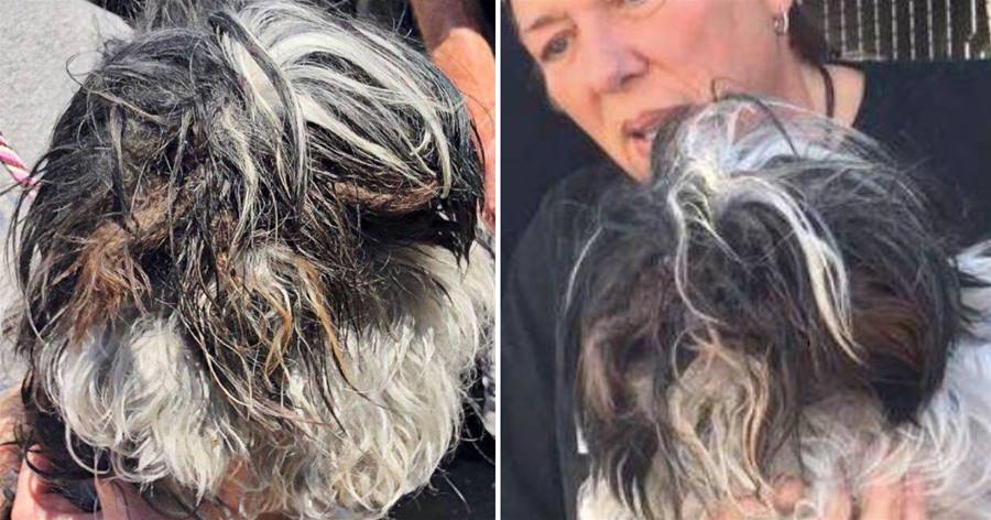 被鎖在籠子11年，狗狗餓到吃自己毛髮，被解救時它依舊對人微笑…