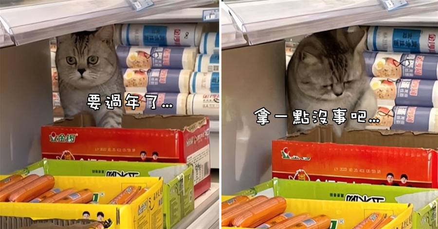 主人帶貓咪去超市，付款時候找不到它，瞥了一眼貨架后愣住了：妳也在囤年貨嗎？