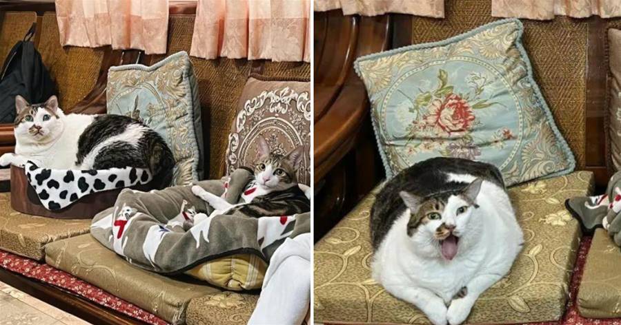 一貓一專座！網友去朋友家做客，看到沙發被3只胖貓占滿，無奈笑噴：過年來了沒地坐啊！